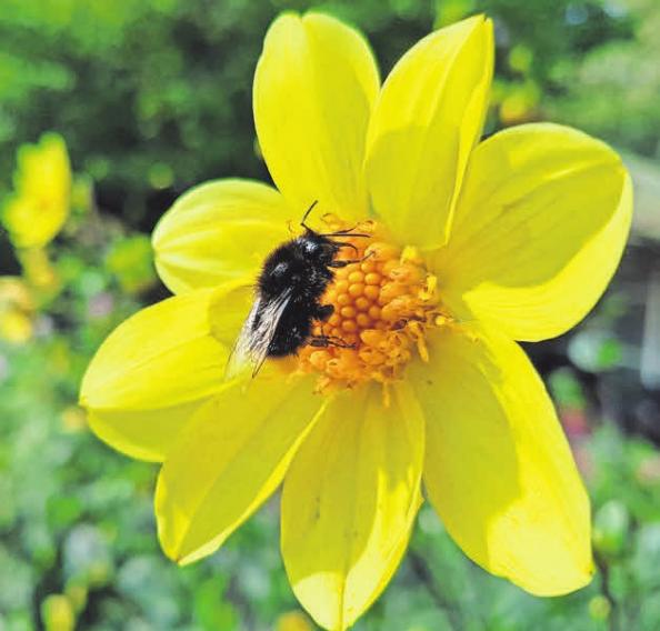 Wichtig ist, dass im Garten auch einfach blühende Sorten wachsen, denn diese produzieren Pollen und Nektar. Wichtig ist, dass im Garten auch einfach blühende Sorten wachsen, denn diese produzieren Pollen und Nektar.